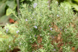 Salvia rosmarinus RCP3b-2019 (37).JPG